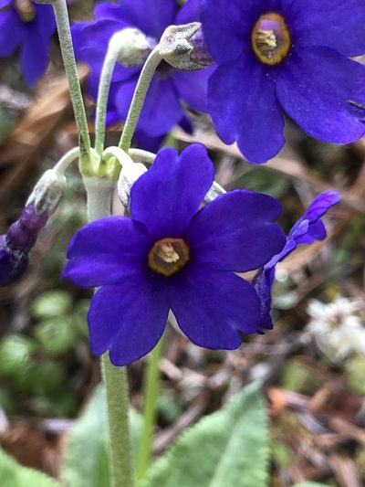 Primula griffithii, photographed by libby hepburn