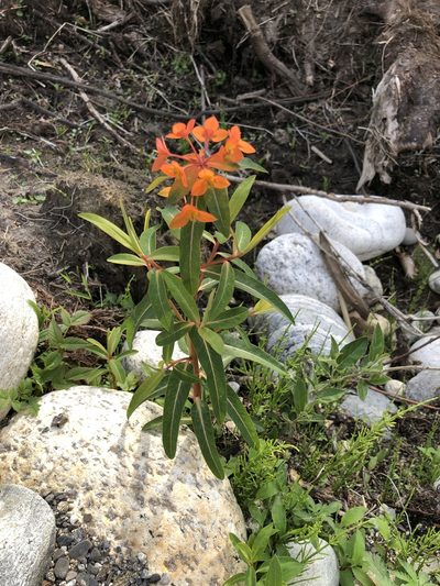 Euphorbia griffithii, photographed by libby hepburn
