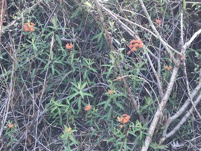 Euphorbia griffithii, photographed by libby hepburn