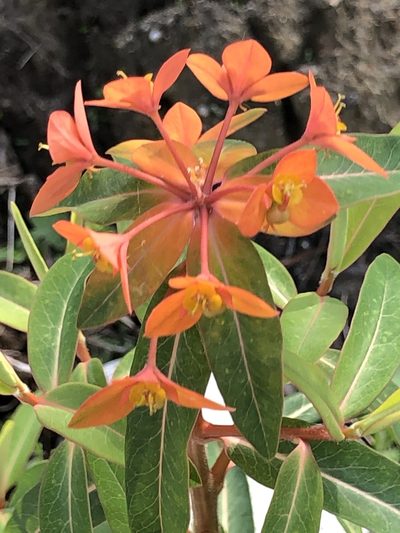 Euphorbia griffithii, photographed by libby hepburn