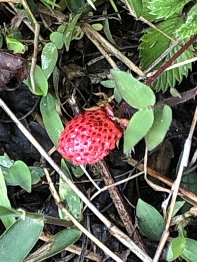 Fragaria nubicola, photographed by libby hepburn