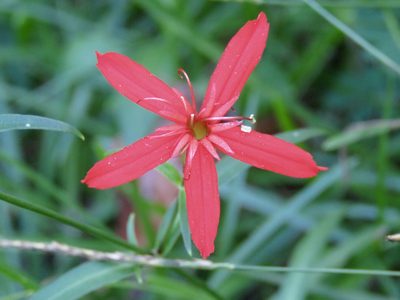 Silene subciliata, photographed by Laura Clark