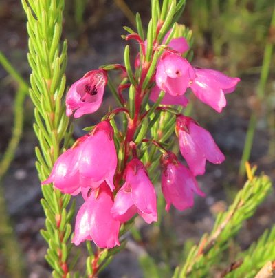 Erica axilliflora, photographed by linkie
