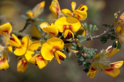 Pultenaea scabra, photographed by Andrew Allen