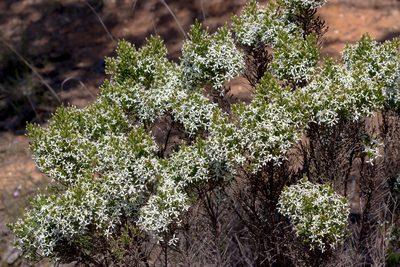 Olearia teretifolia, photographed by Andrew Allen