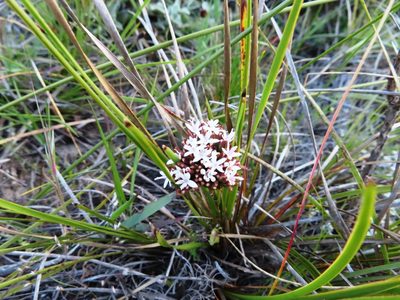 Corymbium africanum, photographed by linkie