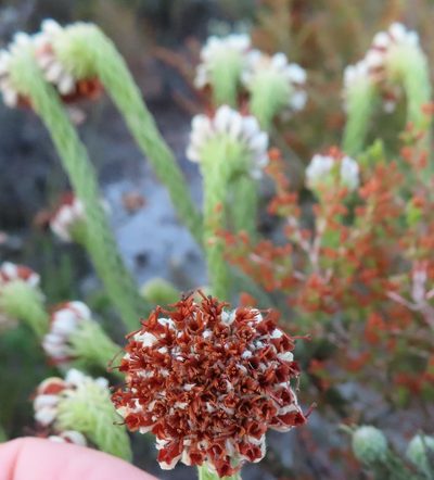 Erica bruniifolia, photographed by linkie