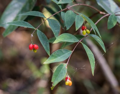 Wikstroemia nutans, photographed by portioid