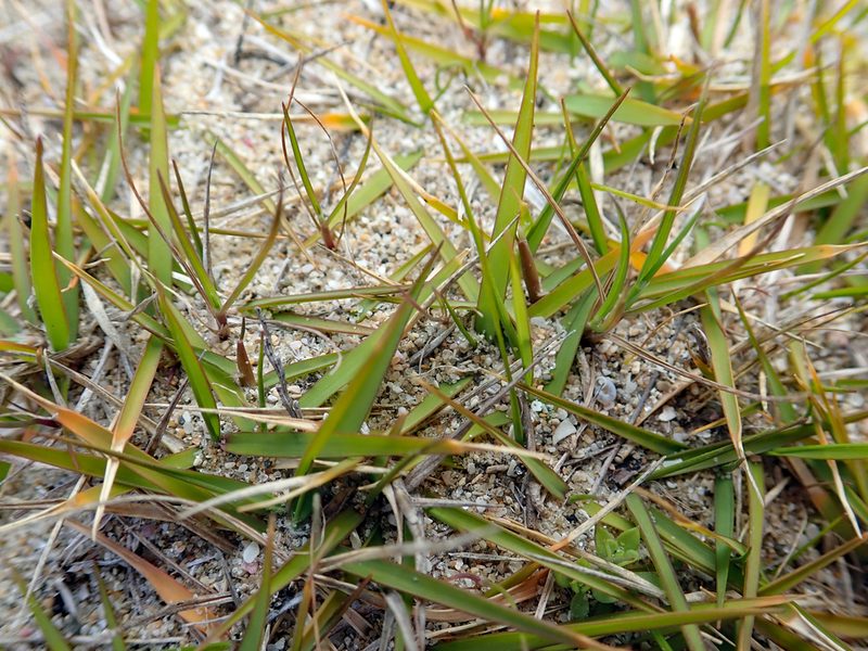 Zoysia pauciflora, photographed by Peter de Lange