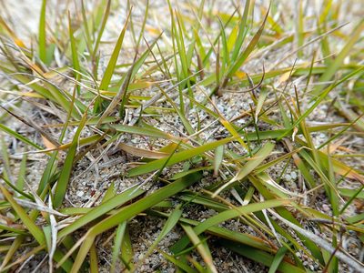 Zoysia pauciflora, photographed by Peter de Lange