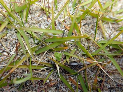 Zoysia pauciflora, photographed by Peter de Lange