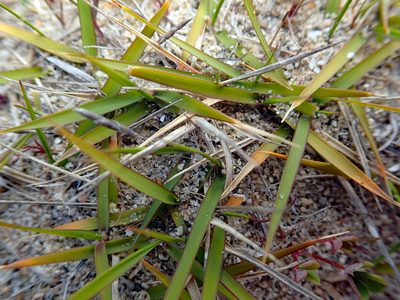 Zoysia pauciflora, photographed by Peter de Lange