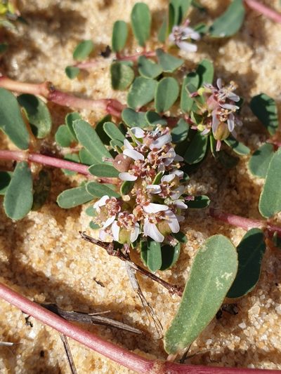 Euphorbia rosea, photographed by Aravinth