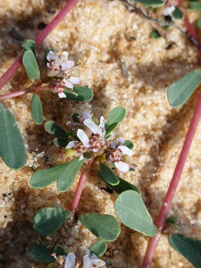 Euphorbia rosea, photographed by Aravinth