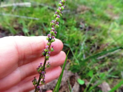 Triglochin bulbosa, photographed by linkie