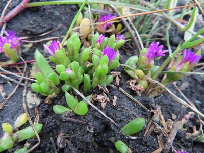 Disphyma dunsdonii, photographed by linkie