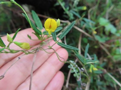 Rhynchosia capensis, photographed by linkie