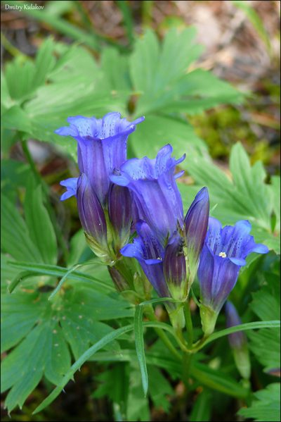 Gentiana triflora, photographed by Dmitry Kulakov