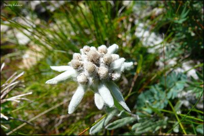 Leontopodium conglobatum, photographed by Dmitry Kulakov