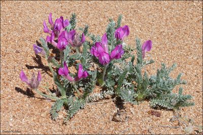 Oxytropis lanata, photographed by Dmitry Kulakov
