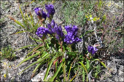 Gentiana decumbens, photographed by Dmitry Kulakov