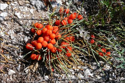 Ephedra monosperma, photographed by Dmitry Kulakov