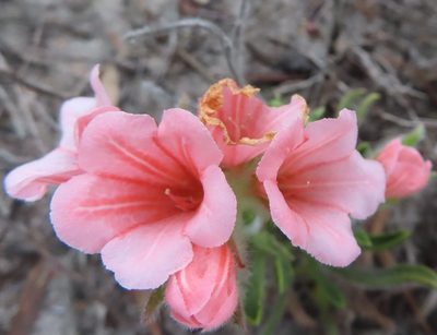 Lobostemon lucidus, photographed by linkie