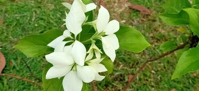 Mussaenda philippica, photographed by Ong Jyh Seng