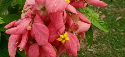 Mussaenda philippica, photographed by Ong Jyh Seng