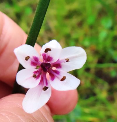 Wurmbea stricta, photographed by linkie