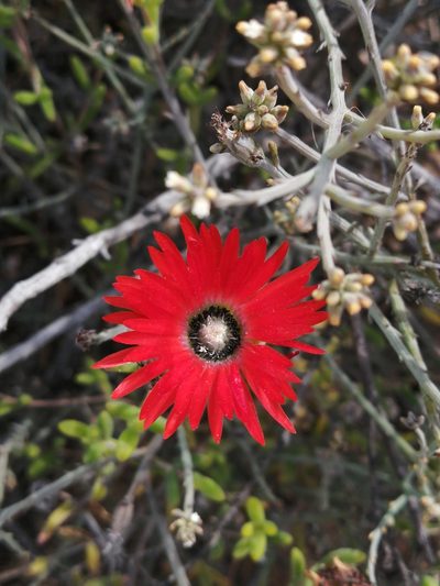 Drosanthemum speciosum, photographed by sharndreheuvel