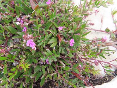 Indigofera mundiana, photographed by linkie