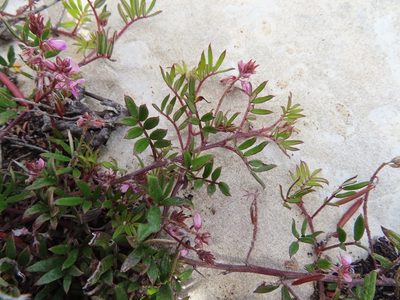 Indigofera mundiana, photographed by linkie