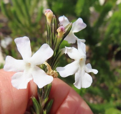 Chascanum cernuum, photographed by linkie