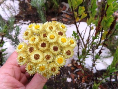 Achyranthemum mucronatum, photographed by linkie
