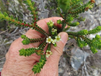 Diosma guthriei, photographed by linkie