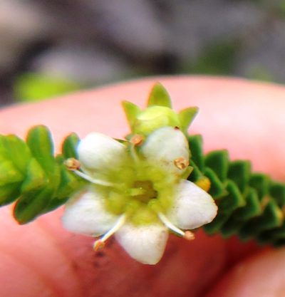 Diosma guthriei, photographed by linkie