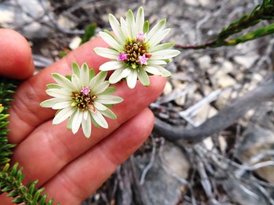 Euchaetis longibracteata, photographed by linkie