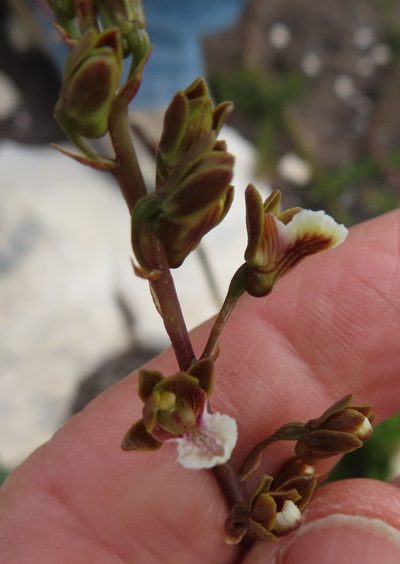 Eulophia micrantha, photographed by linkie