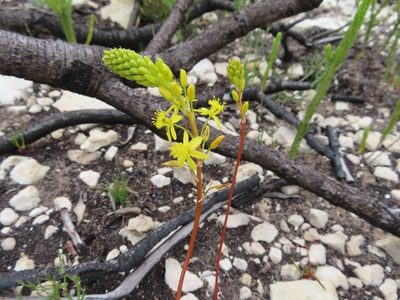 Bulbine lagopus, photographed by linkie