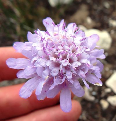 Scabiosa incisa, photographed by linkie