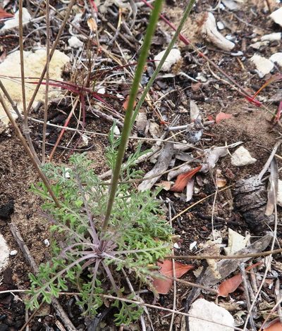 Scabiosa incisa, photographed by linkie