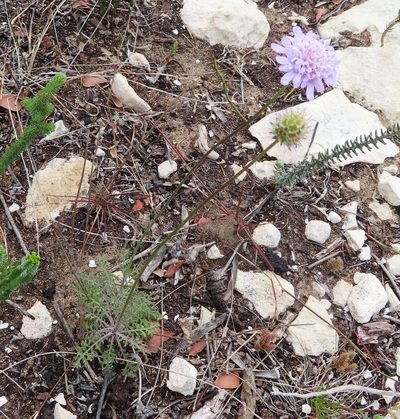 Scabiosa incisa, photographed by linkie