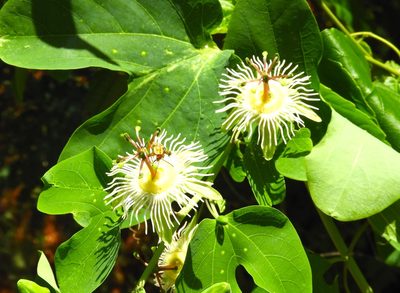 Passiflora mexicana, photographed by Francisco Farriols Sarabia