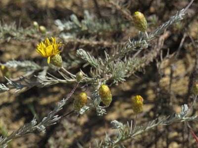 Leysera gnaphalodes, photographed by Jeremy Gilmore