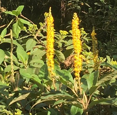 Abatia parviflora, photographed by Andrew J. Crawford