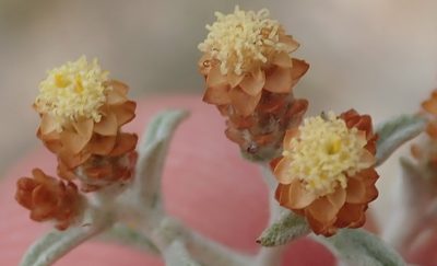 Helichrysum cylindriflorum, photographed by Nicola van Berkel