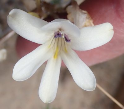 Tritonia pallida, photographed by Nicola van Berkel