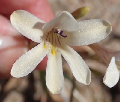 Tritonia pallida, photographed by Nicola van Berkel