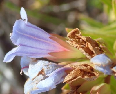 Lobostemon oederifolius, photographed by Nicola van Berkel